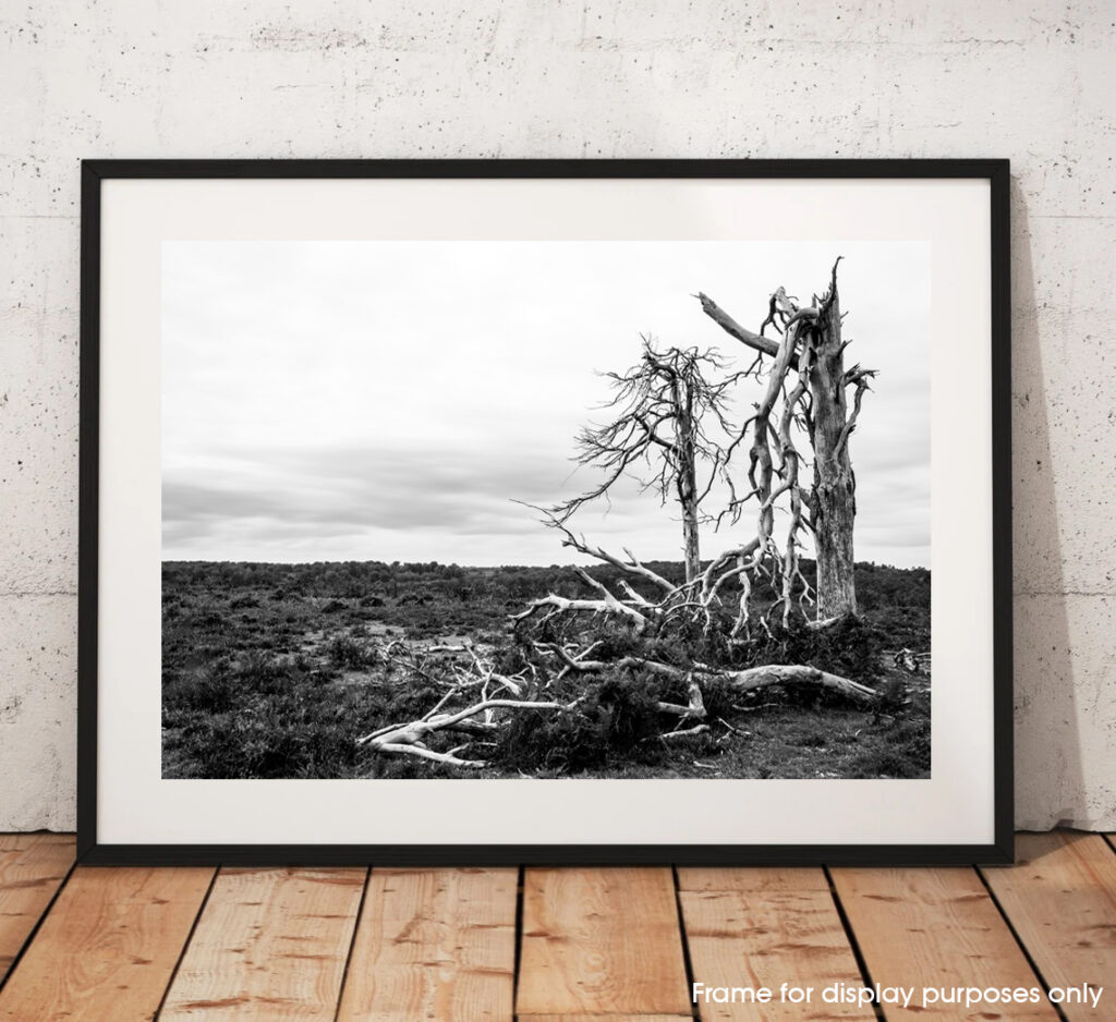 The Lightning Tree - The New Forest, Hampshire