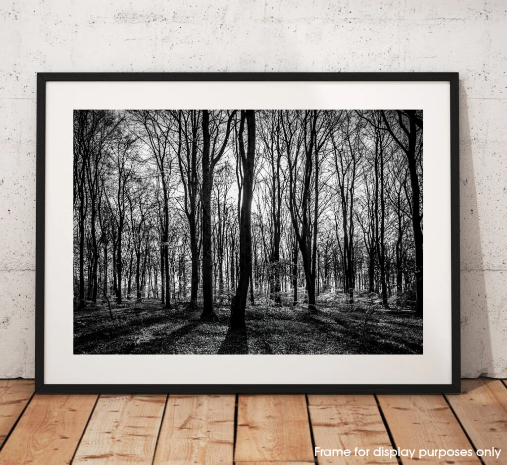 Deep in the Woods – Ipley Cross, New Forest