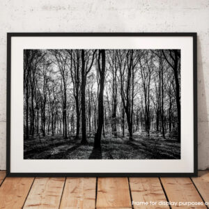 Deep in the Woods – Ipley Cross, New Forest