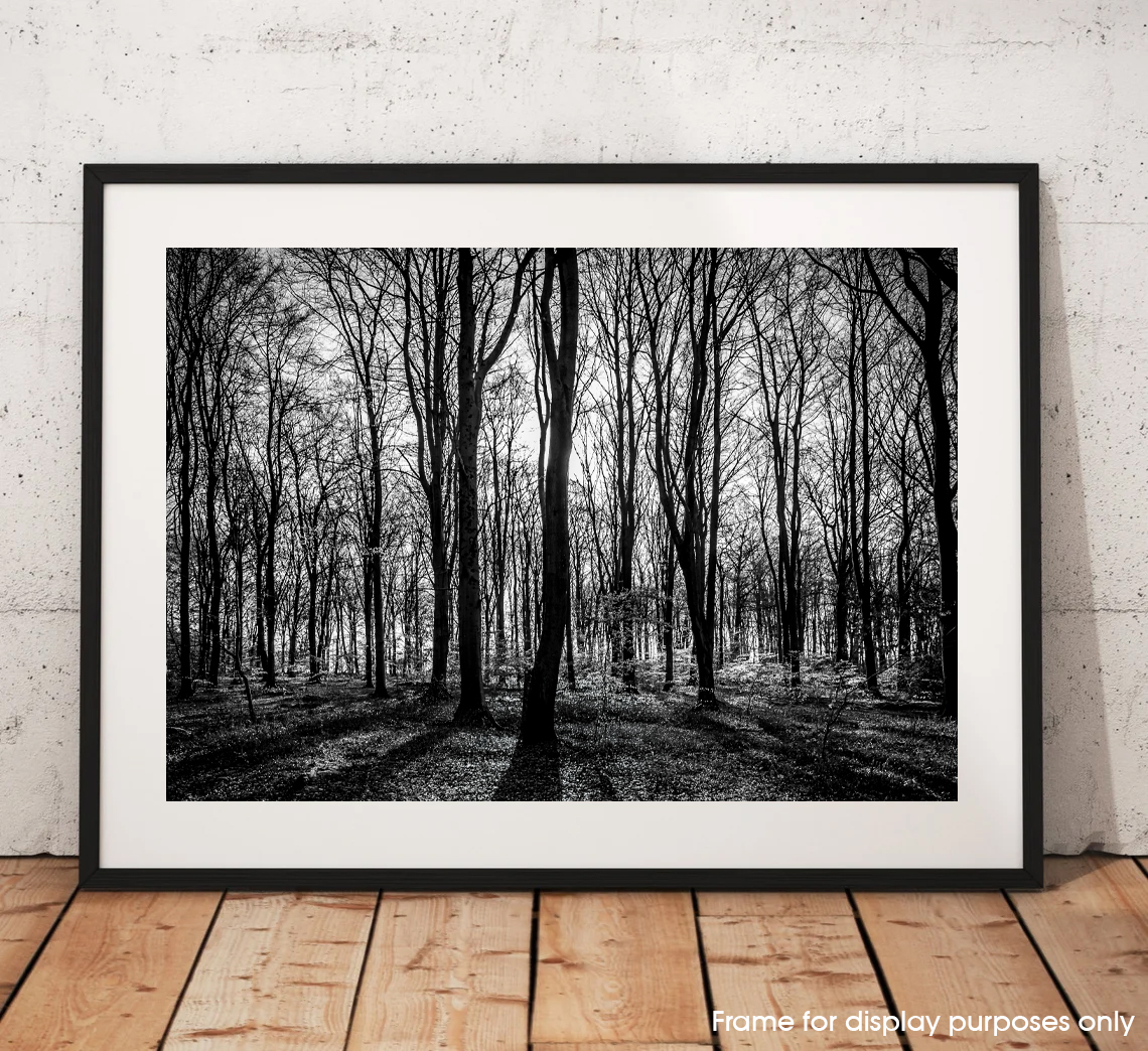 Deep in the Woods – Ipley Cross, New Forest
